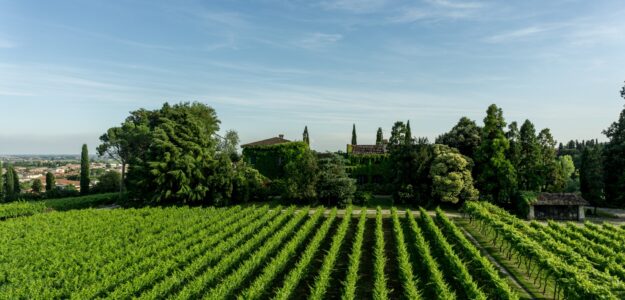 Le Vigne Di San Pietro